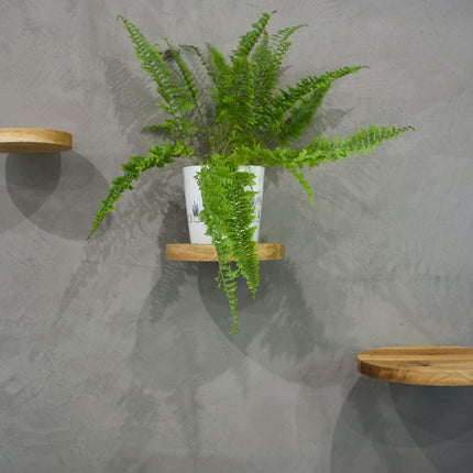 Oak floating shelved, round decorating shelves, modern home deco shelvs, floating plant shelf, fashionable furniture, shelves with bracket